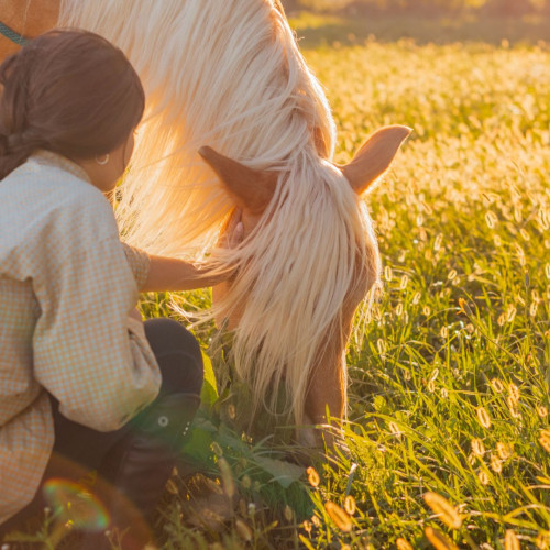 For Horses